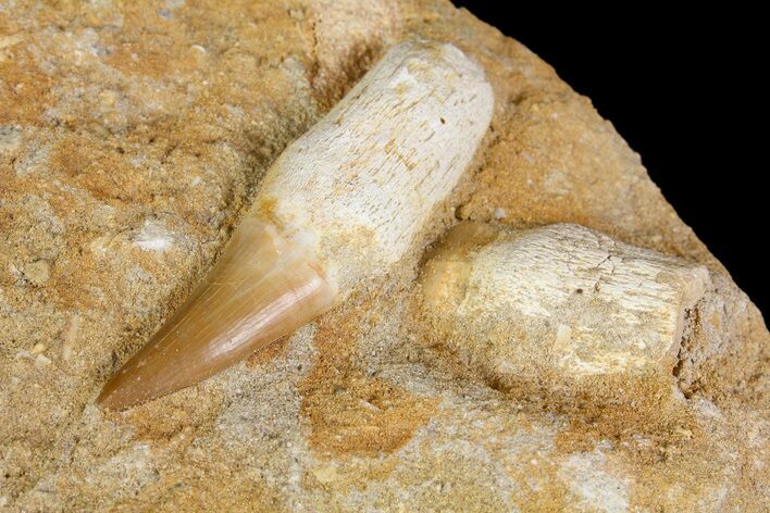 Rooted Mosasaur (Eremiasaurus) Tooth In Rock #113581